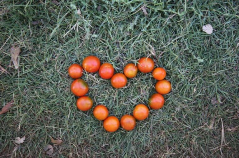 Un Año de Voluntario Europeo Solidario en una EcoAldea